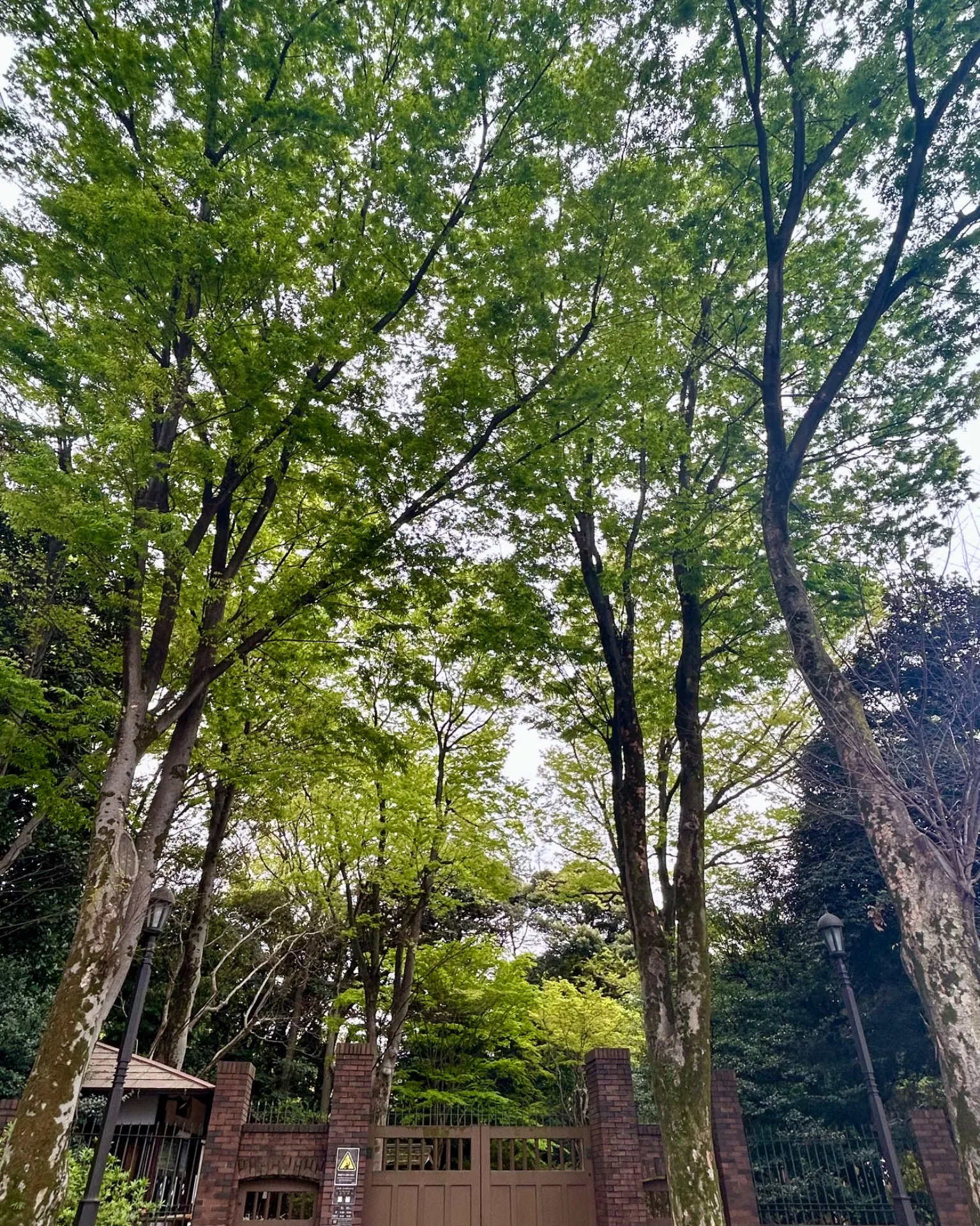 【駒込で六義園の新緑を眺めながら、極上のマッサージ】