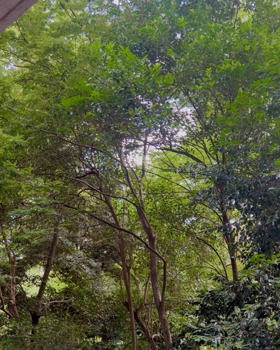 【本駒込にある六義園でセミが鳴き始めました。自然の夏を感じながら、体のご褒美タイム】
